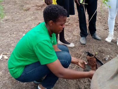 tree planting